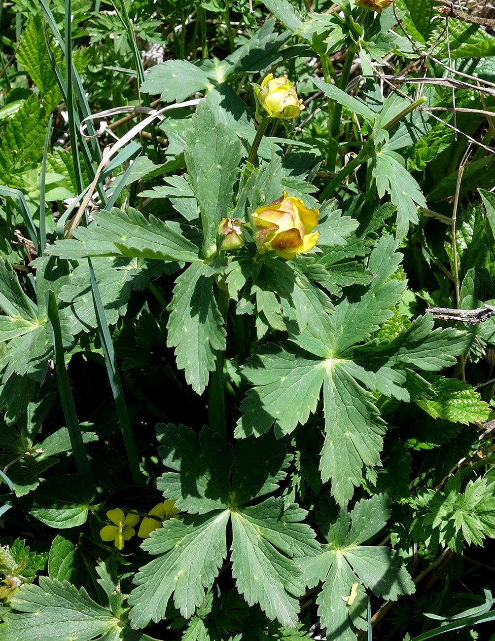 Изображение особи Trollius altaicus.