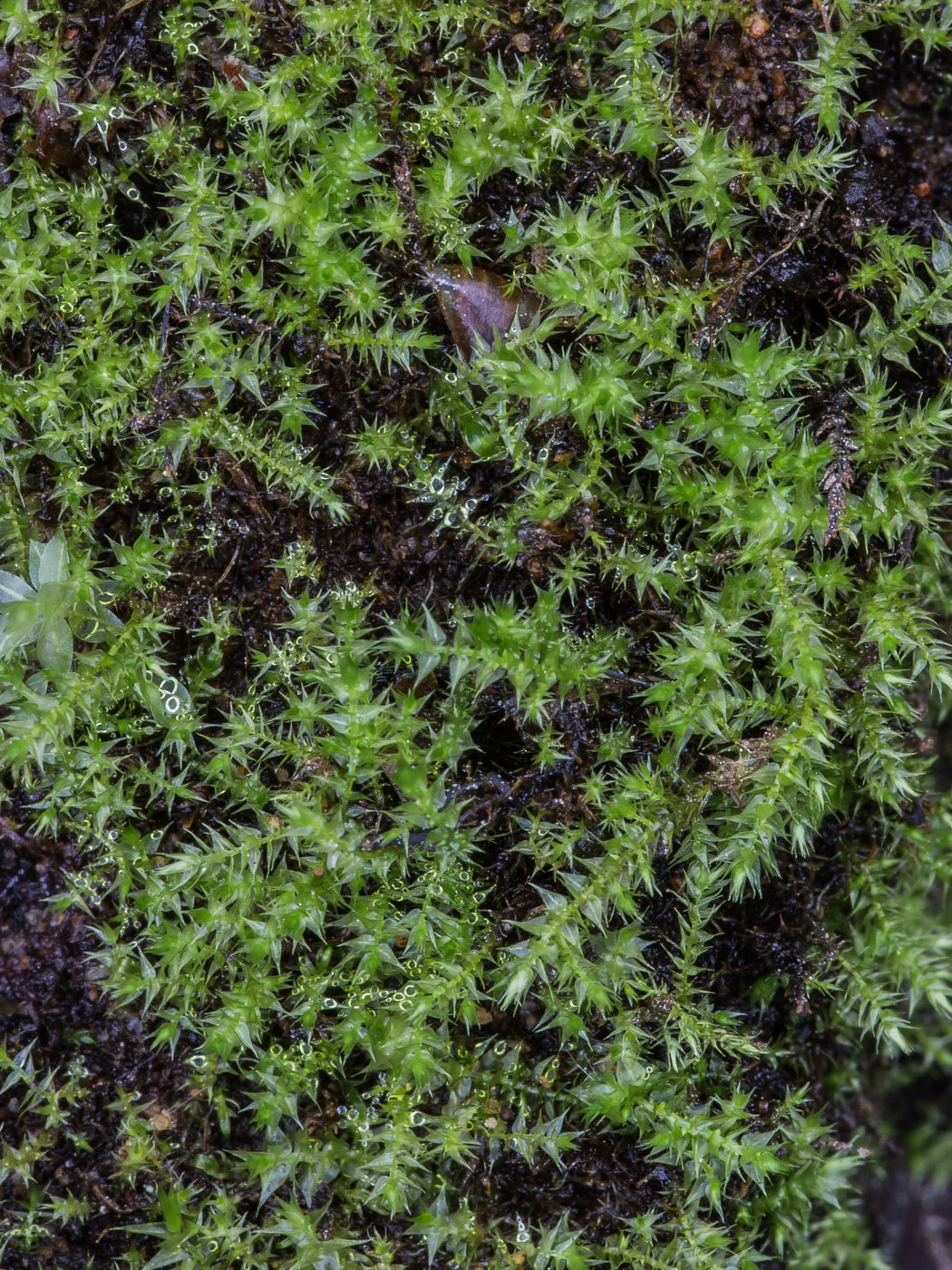 Image of Hygroamblystegium varium specimen.