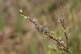 Salix rosmarinifolia