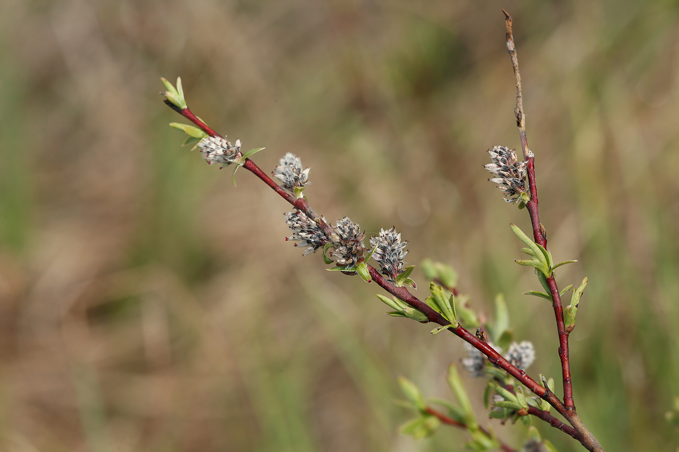 Image of Salix rosmarinifolia specimen.