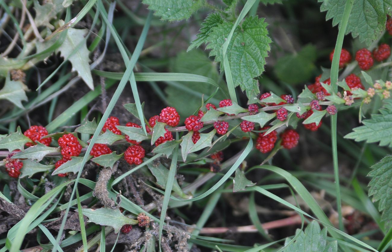 Image of Blitum virgatum specimen.