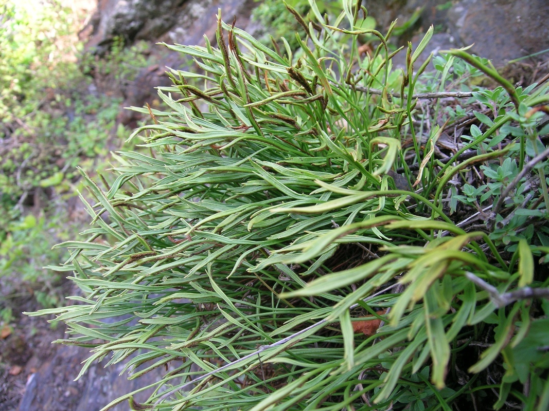 Image of Asplenium septentrionale specimen.