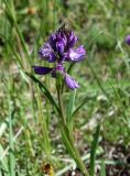 Polygala hybrida. Верхушка побега с соцветием. Кыргызстан, Чуйская обл., Аламудунский р-н, Ала-Арчинское ущелье, начало нац. парка, предгорный луг. 27.05.2019.