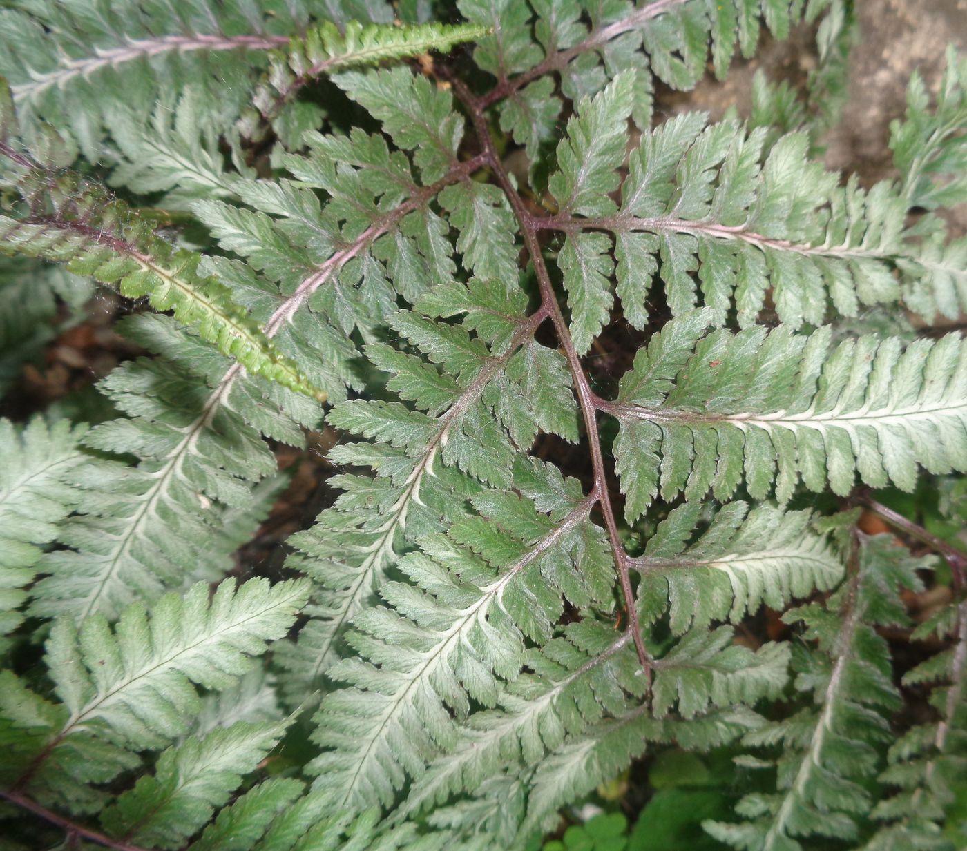 Image of Athyrium niponicum specimen.