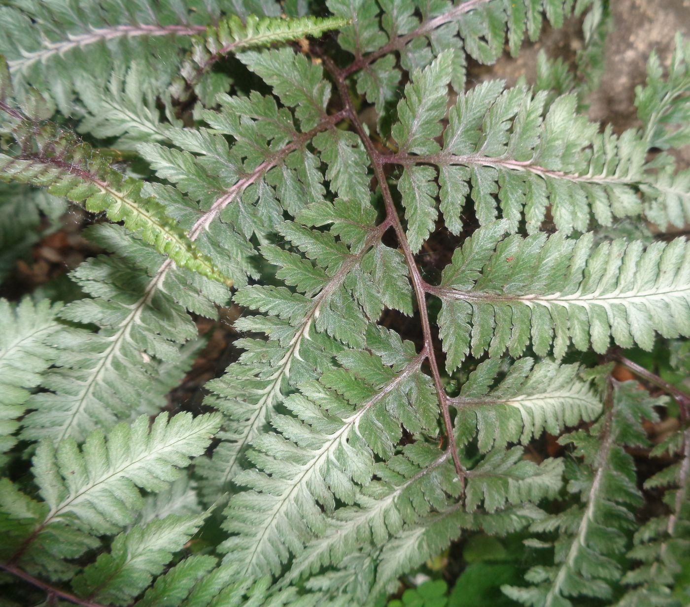 Изображение особи Athyrium niponicum.