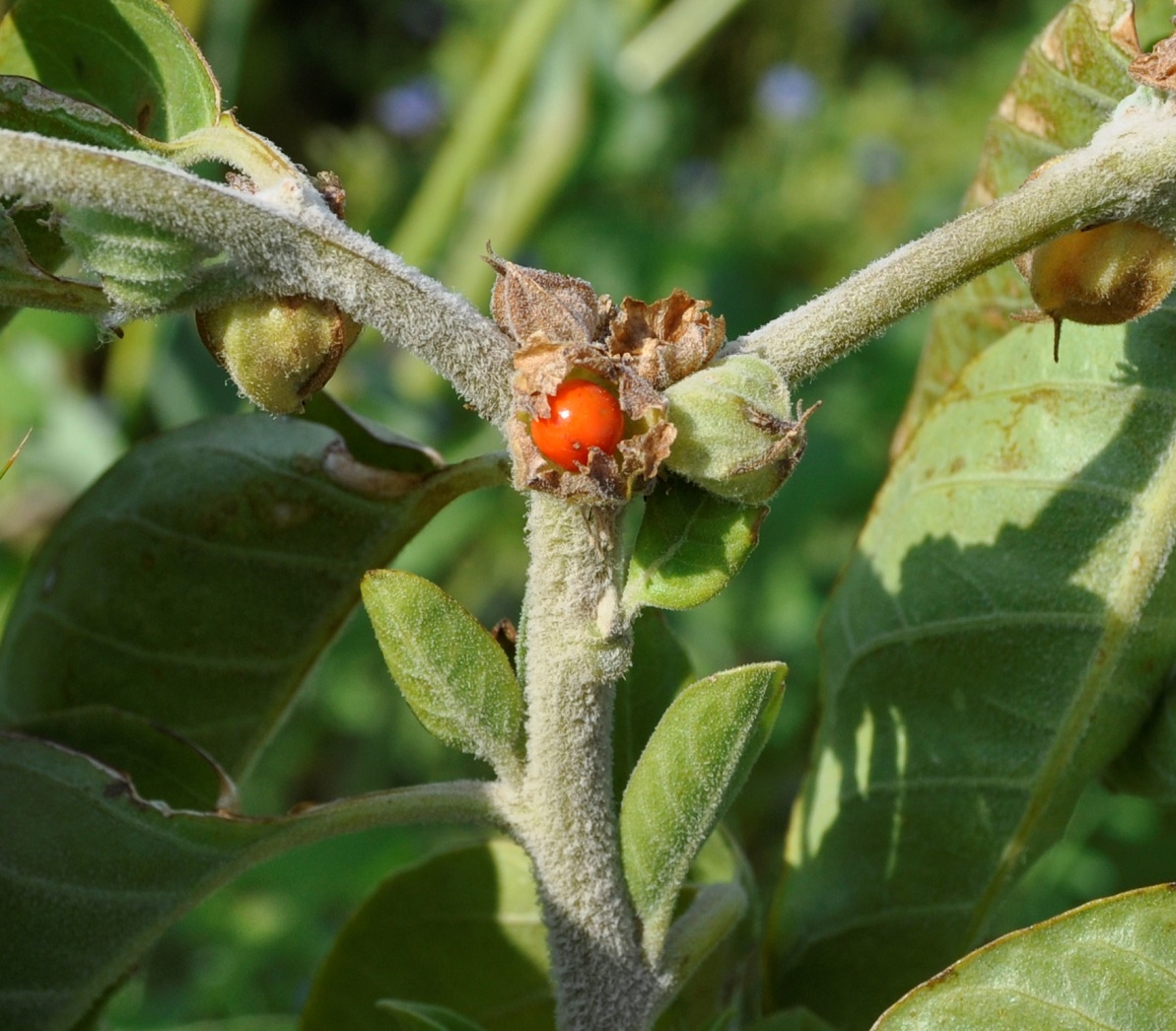 Image of Withania somnifera specimen.