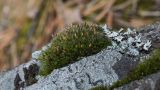 Grimmia longirostris