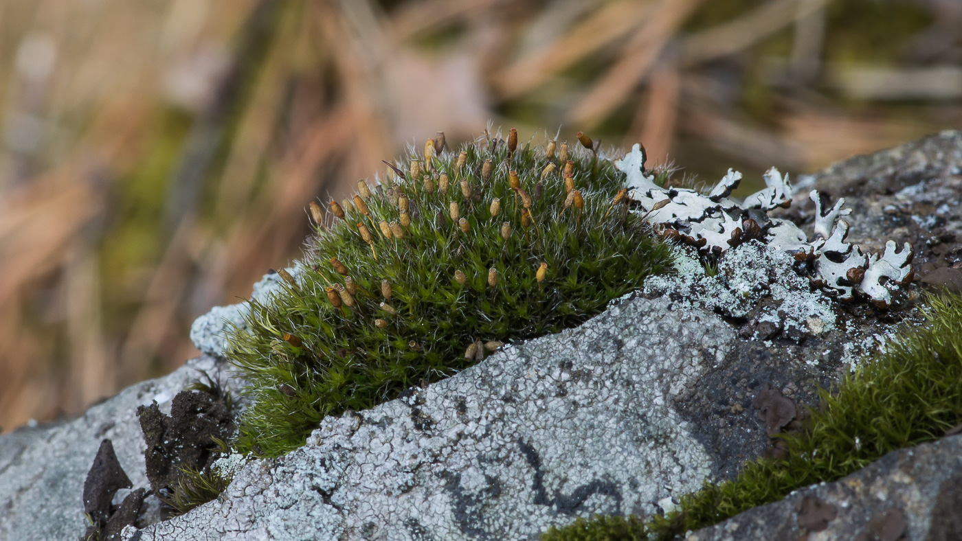 Изображение особи Grimmia longirostris.