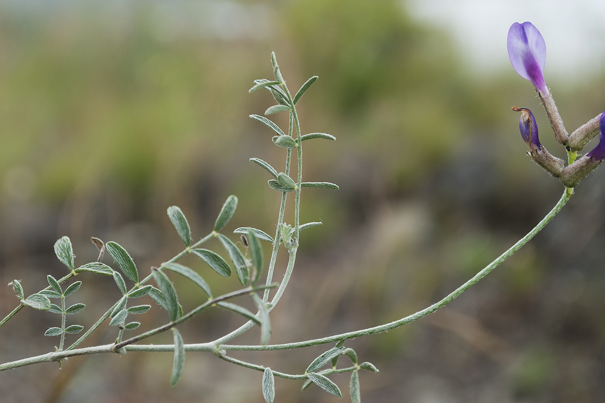 Изображение особи Astragalus stenoceras.