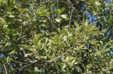 Quercus ilex