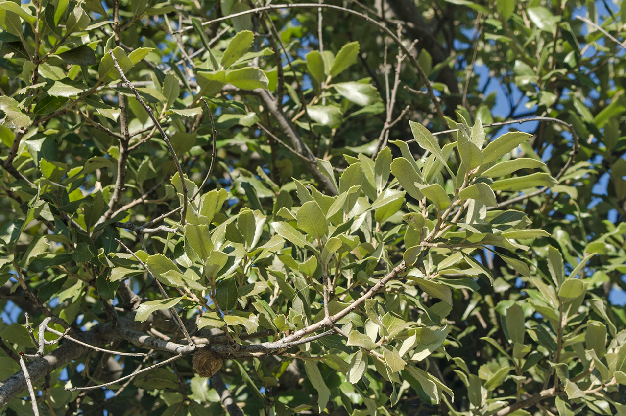 Изображение особи Quercus ilex.