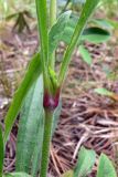 Silene nutans