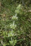 Sideritis hirsuta