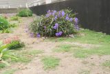 Ruellia simplex. Цветущее растение. Намибия, регион Erongo, г. Свакопмунд, цветник. 06.03.2020.