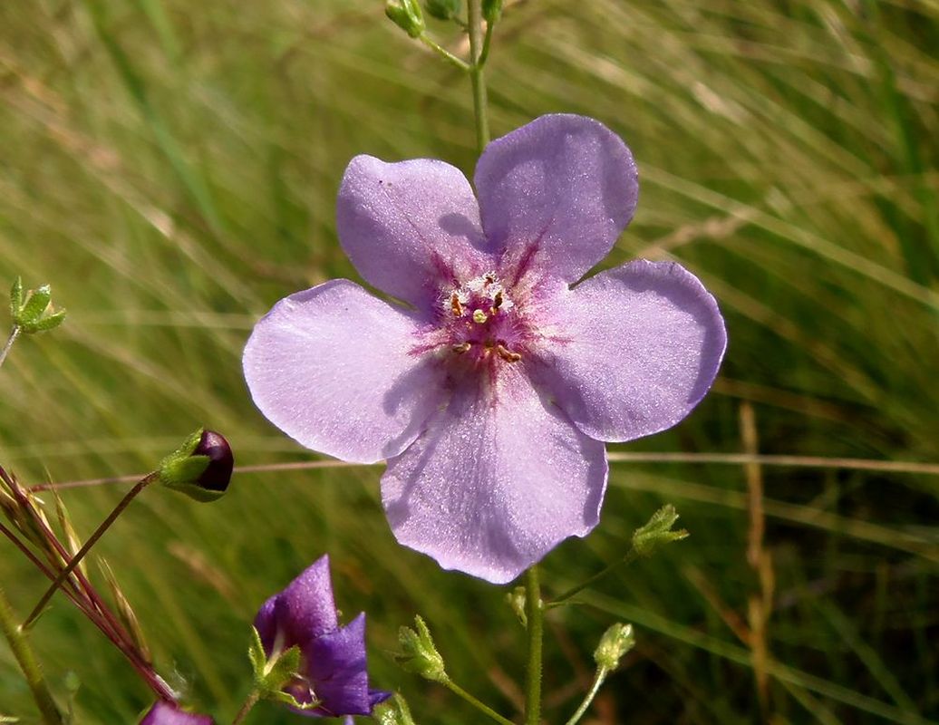 Image of Verbascum phoeniceum specimen.