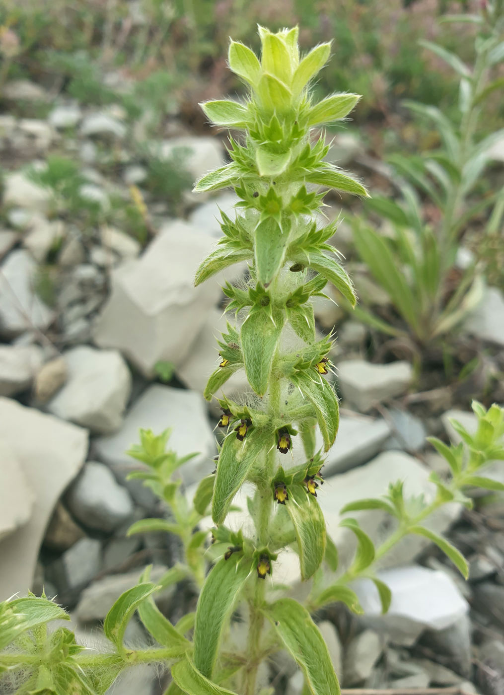 Image of Sideritis montana specimen.