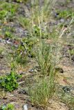 genus Festuca. Генерирующие растения. Санкт-Петербург, Курортный р-н, окр. ж.-д. ст. Курорт, между сосновым лесом и железнодорожным полотном, на песке. 26.06.2020.