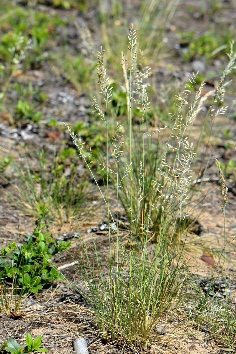 Изображение особи род Festuca.