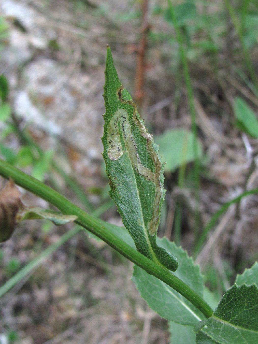 Image of Caucasalia parviflora specimen.