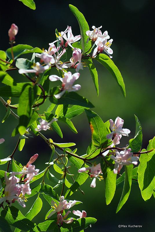 Изображение особи Lonicera tatarica.