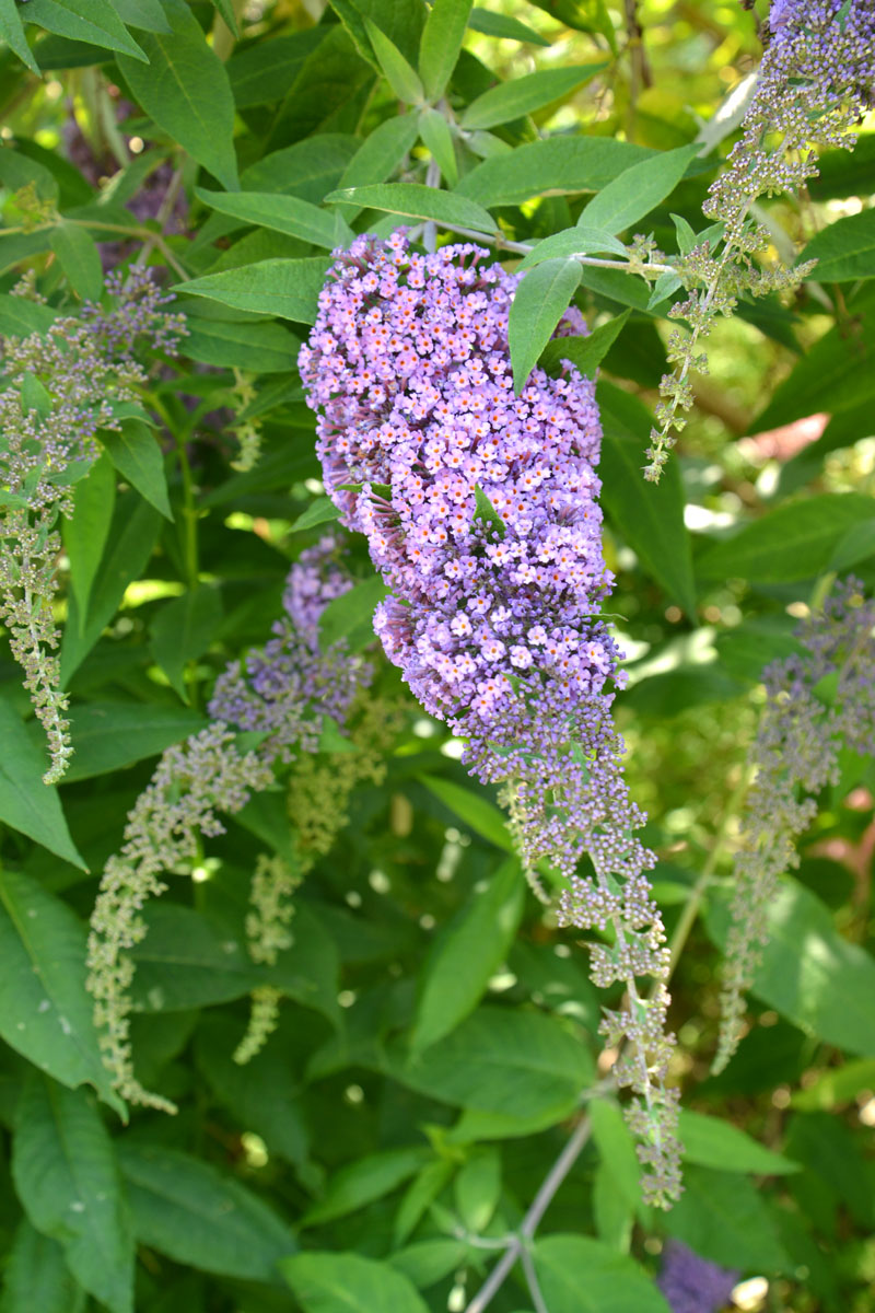 Image of Buddleja davidii specimen.