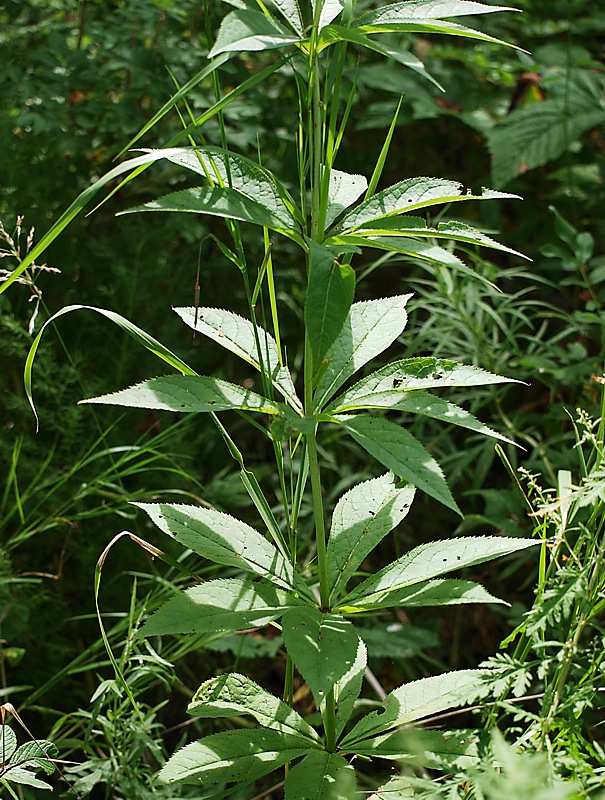 Изображение особи Veronicastrum sibiricum.