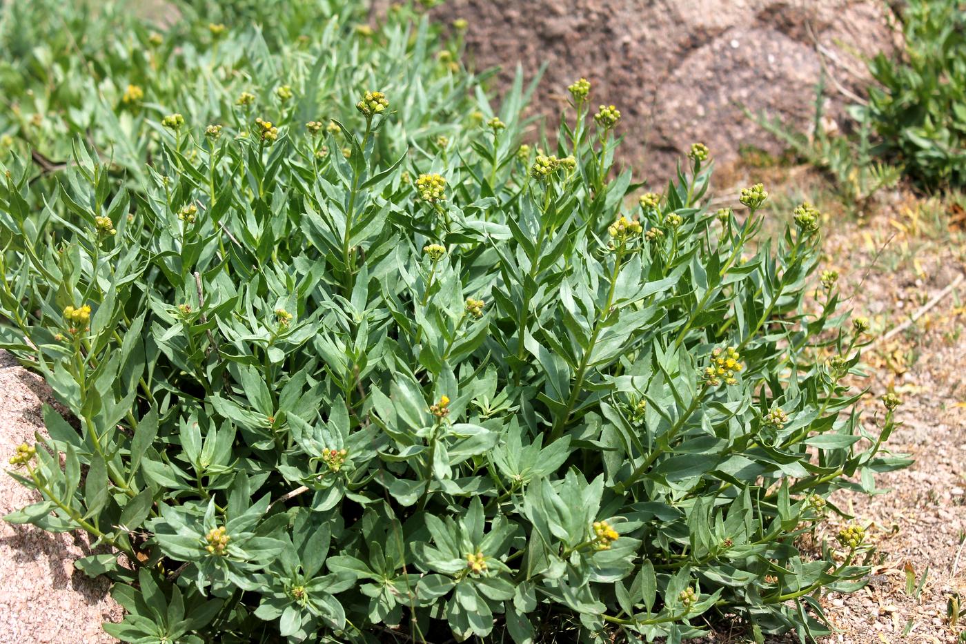 Image of Senecio racemulifer specimen.