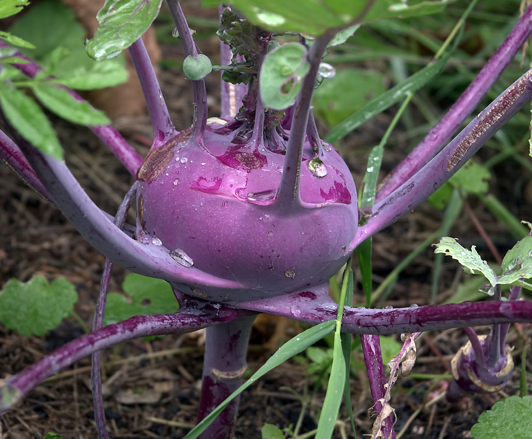 Изображение особи Brassica oleracea var. gongylodes.