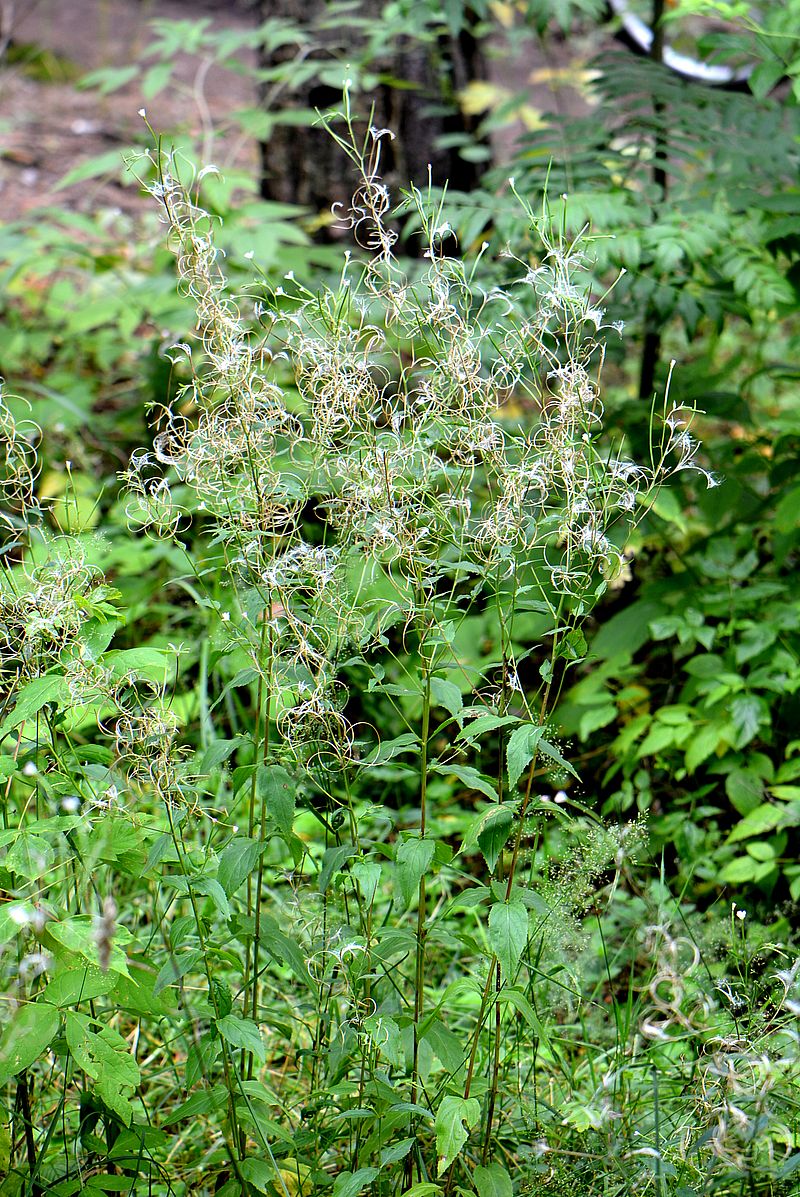 Изображение особи Epilobium montanum.