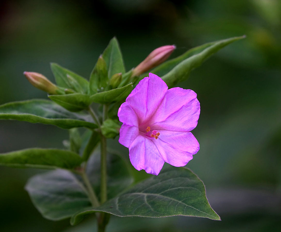 Изображение особи Mirabilis jalapa.