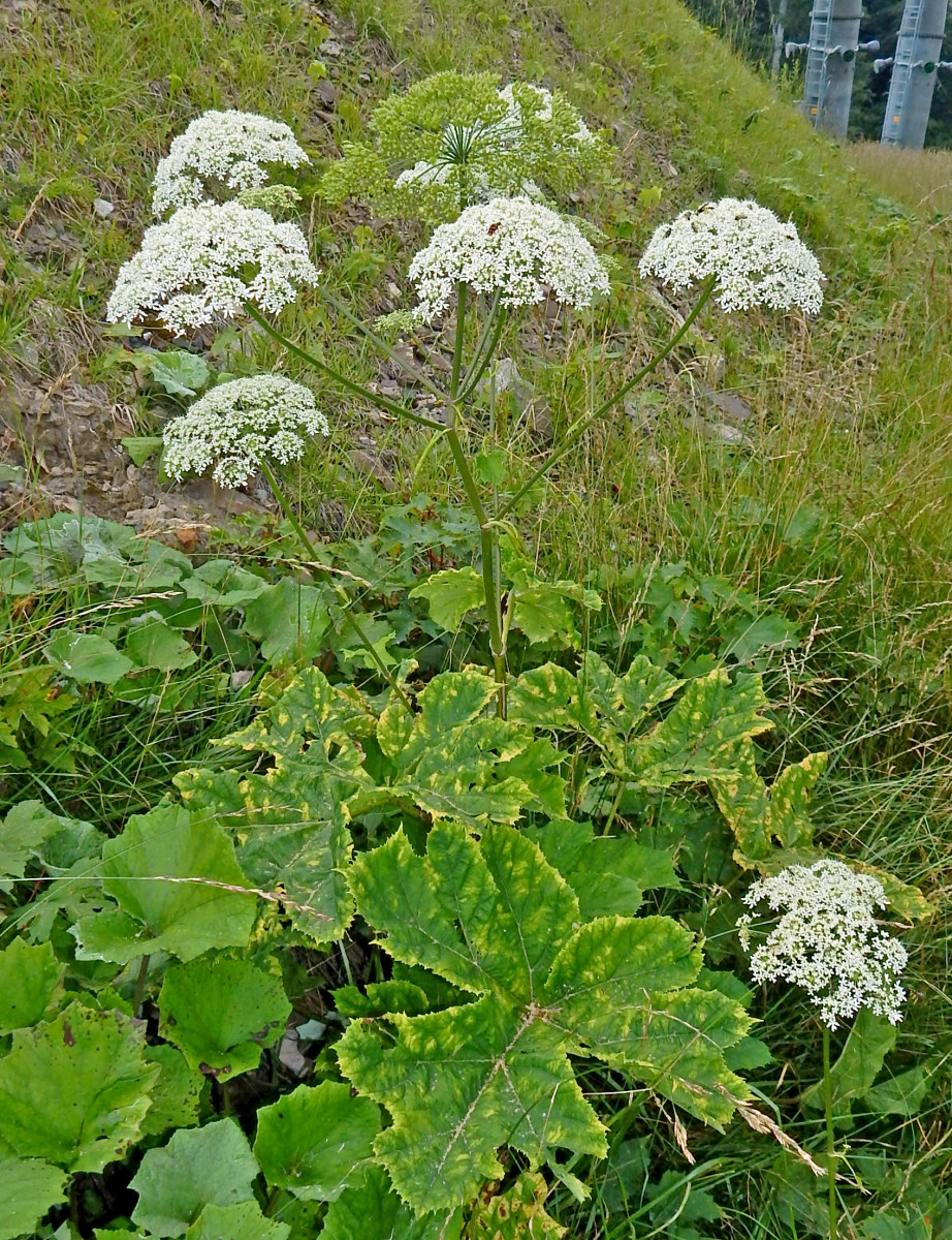 Изображение особи род Heracleum.