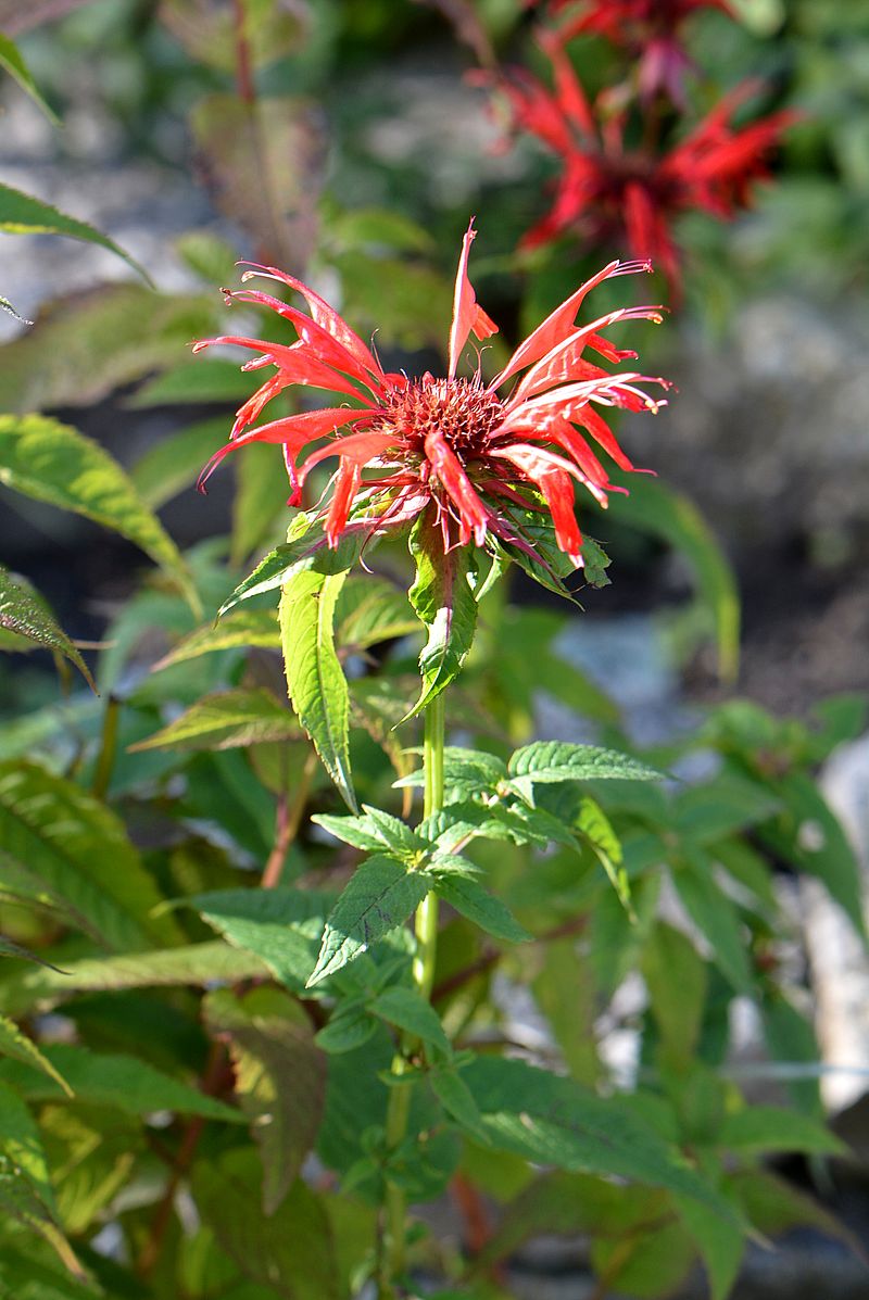 Изображение особи Monarda didyma.