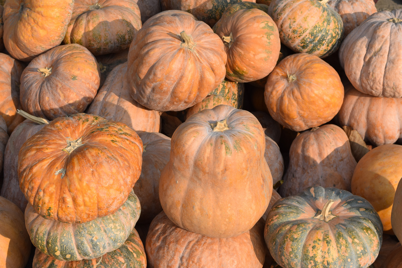 Изображение особи Cucurbita pepo.