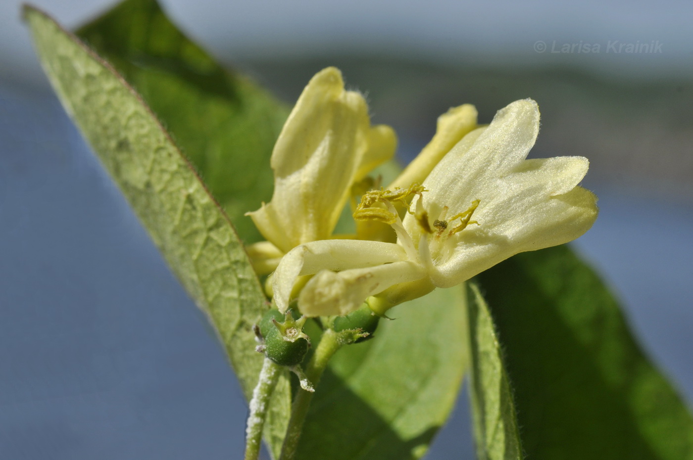 Image of Lonicera ruprechtiana specimen.