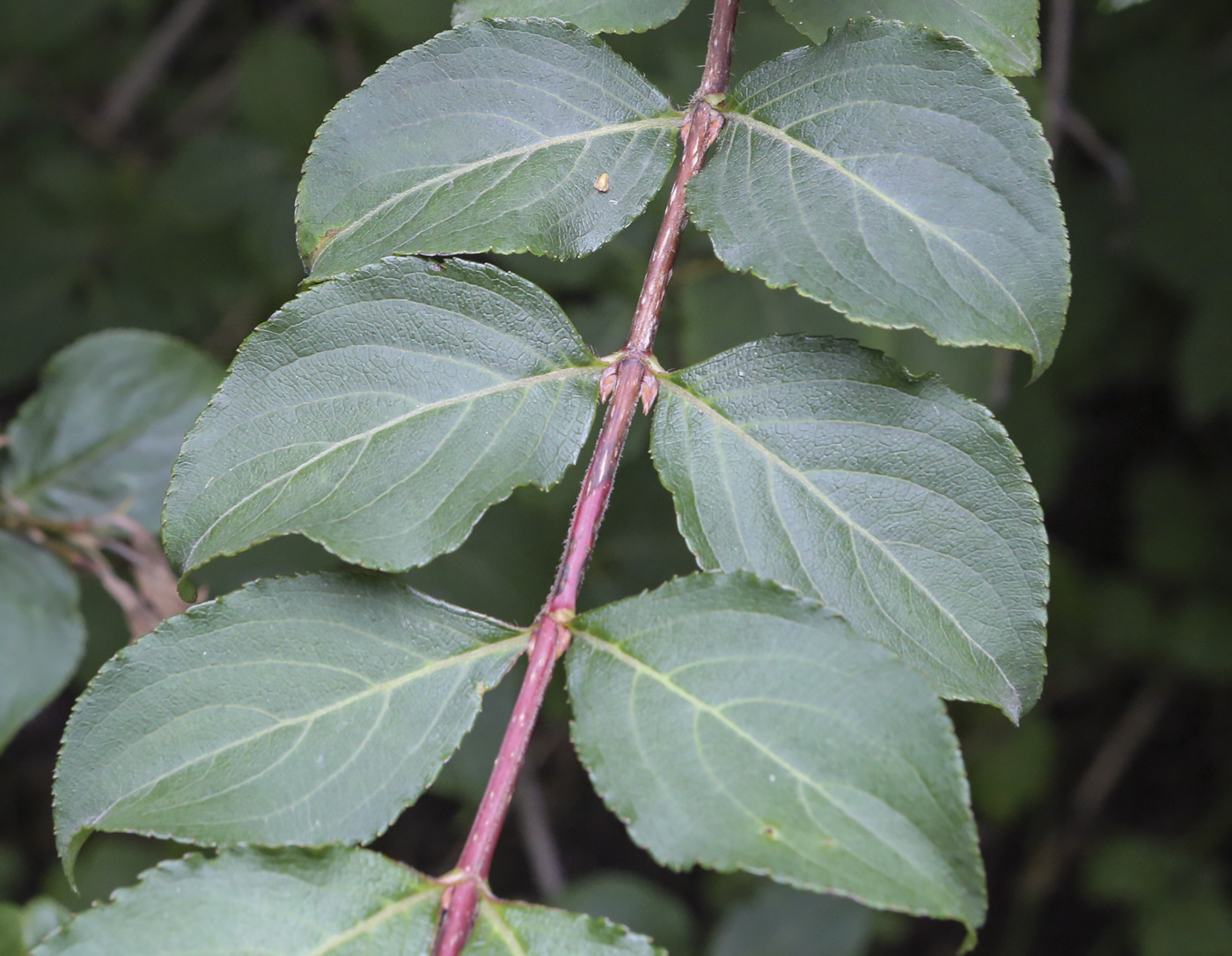 Image of Weigela praecox specimen.