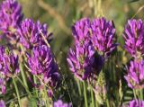 Astragalus onobrychis