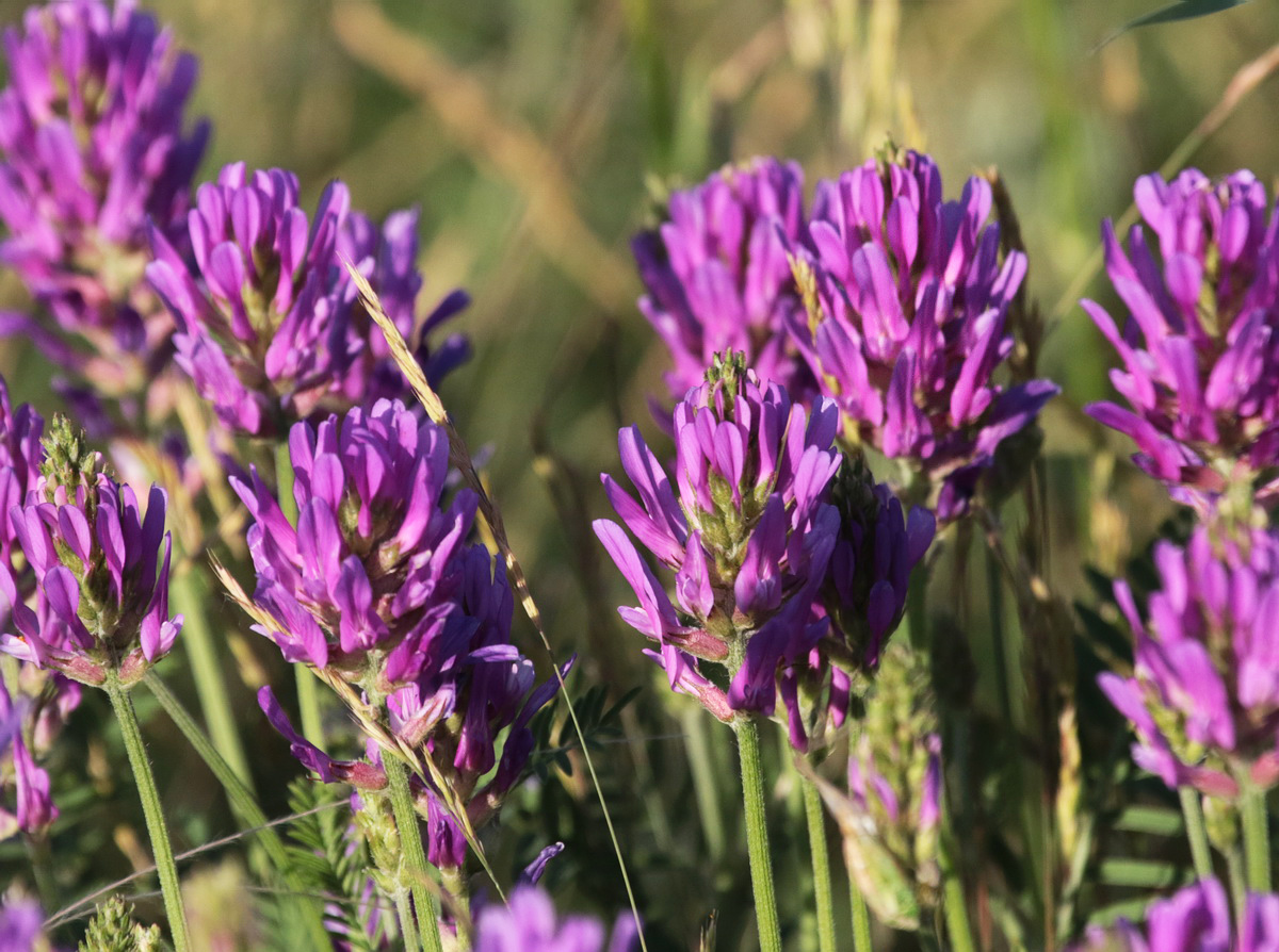 Image of Astragalus onobrychis specimen.