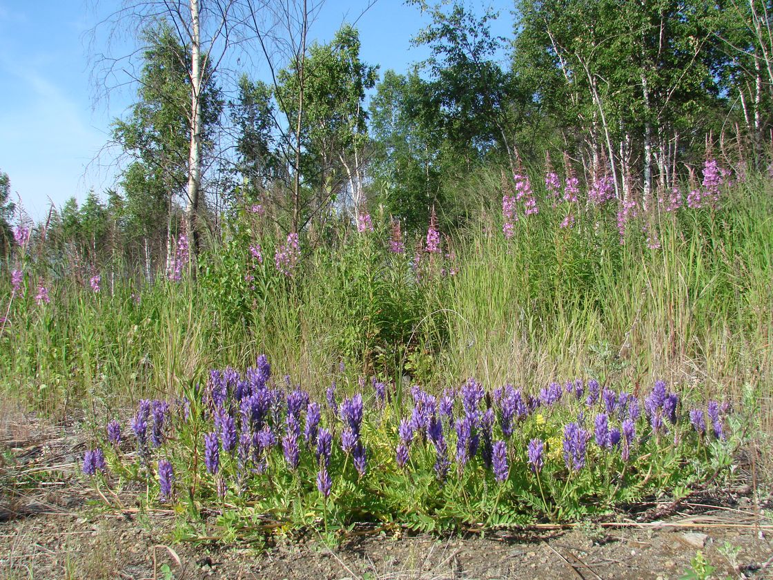 Image of Astragalus adsurgens specimen.