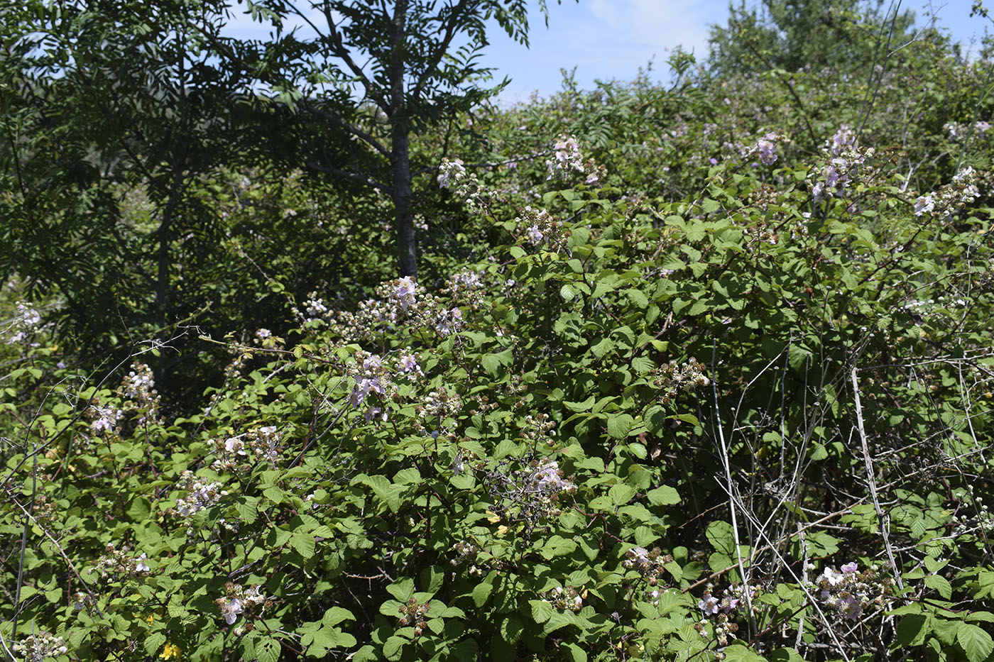 Image of Rubus ulmifolius specimen.