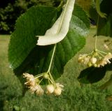 genus Tilia. Соцветие и лист. Тверская обл., г. Тверь, Заволжский р-н, набережная Афанасия Никитина, в озеленении. 30 июня 2020 г.