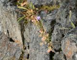 Campanula rotundifolia