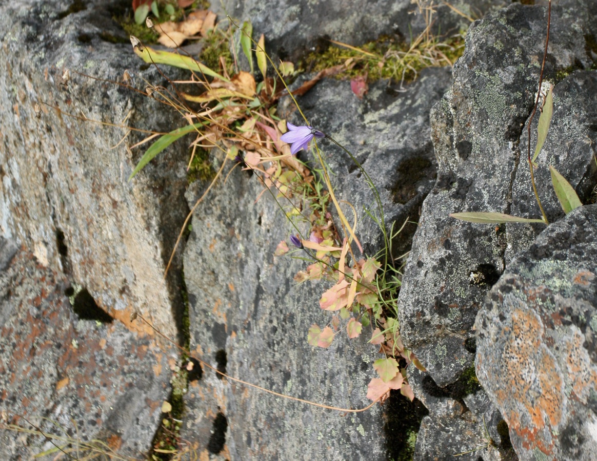 Image of Campanula rotundifolia specimen.