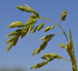 Poa pratensis. Верхушка соцветия. Тульская обл., Плавский р-н, окр. пос. Молочные Дворы, пашня. 16.05.2013.