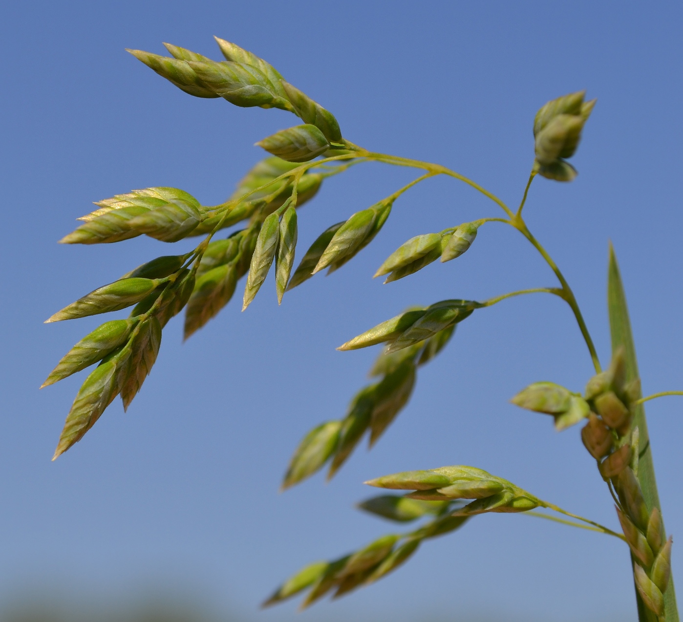 Изображение особи Poa pratensis.