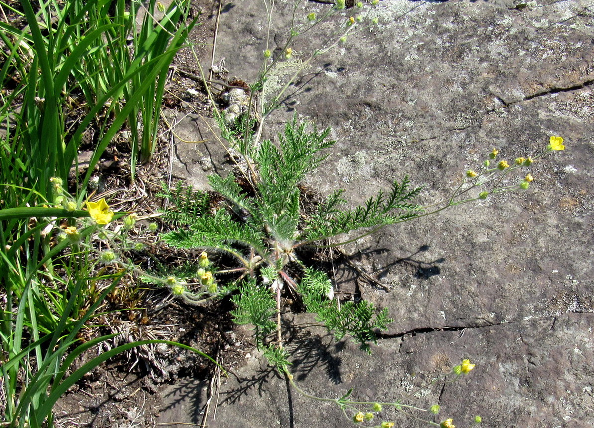Image of Potentilla elegantissima specimen.