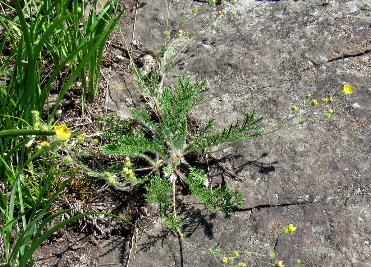 Изображение особи Potentilla elegantissima.