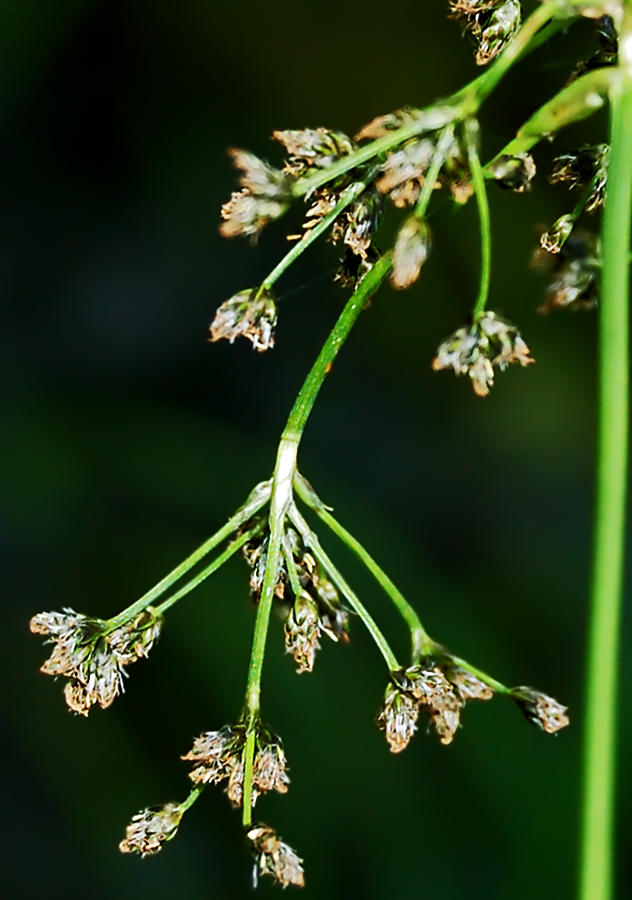 Image of Scirpus sylvaticus specimen.