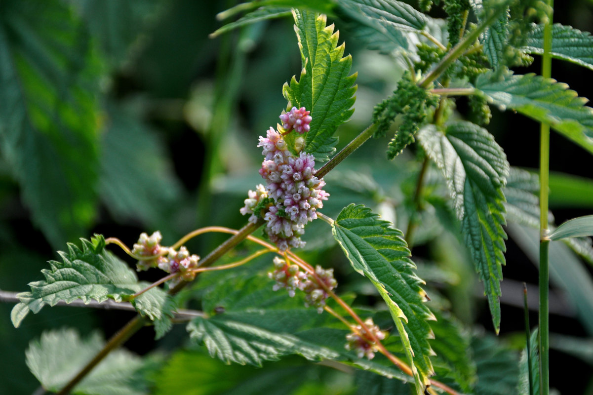 Изображение особи Cuscuta europaea.