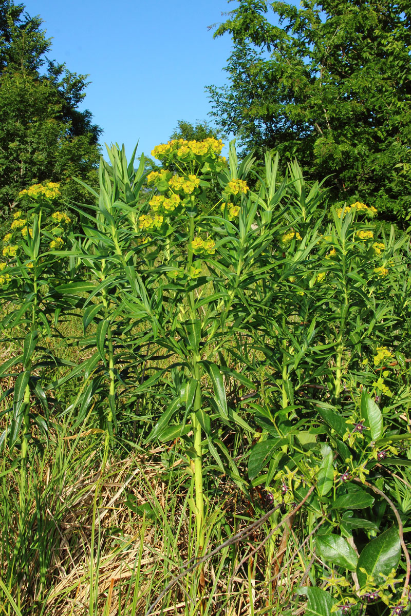 Image of Euphorbia lucida specimen.