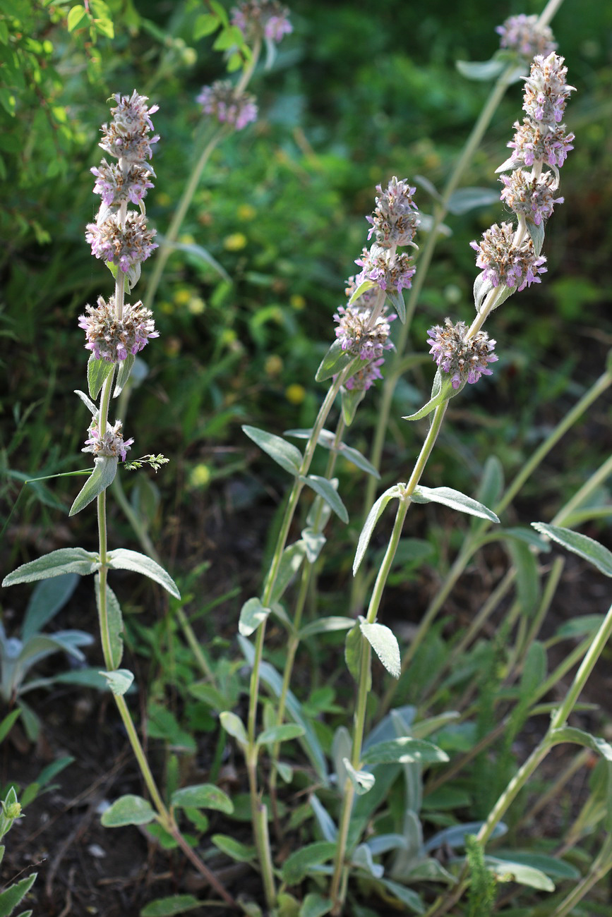 Image of Stachys cretica specimen.